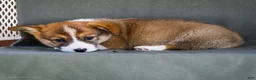 Welsh Corgi Pembroke dogs for sale: Buford - Ad 4