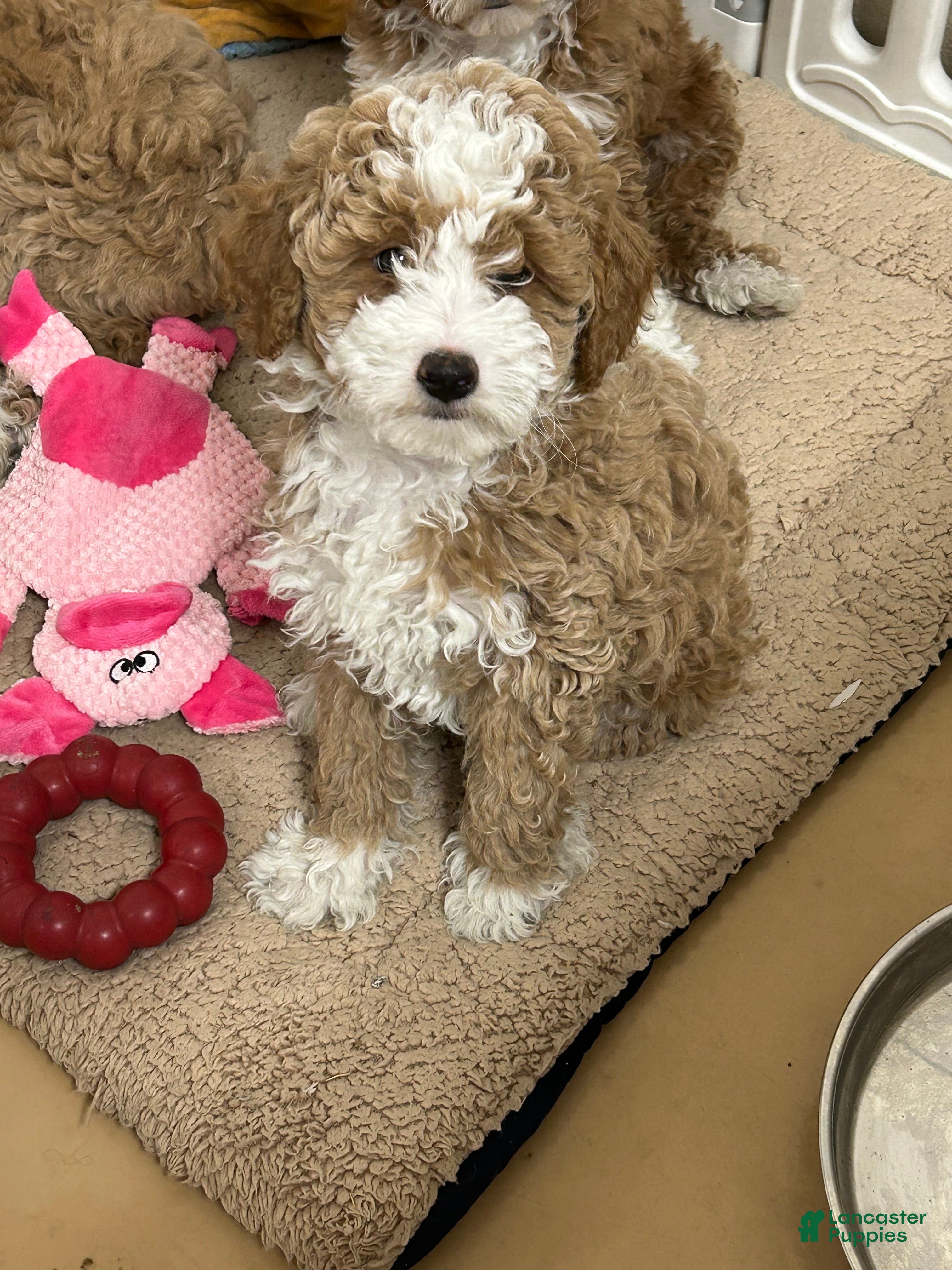 Mini Goldendoodle dogs Petite Tuxedo Mini Goldendoodle Miss Perfection - Ad 25