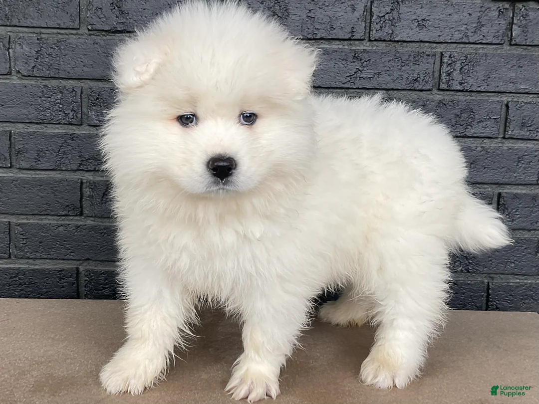 Samoyed dogs for sale: Callie  - Ad 2