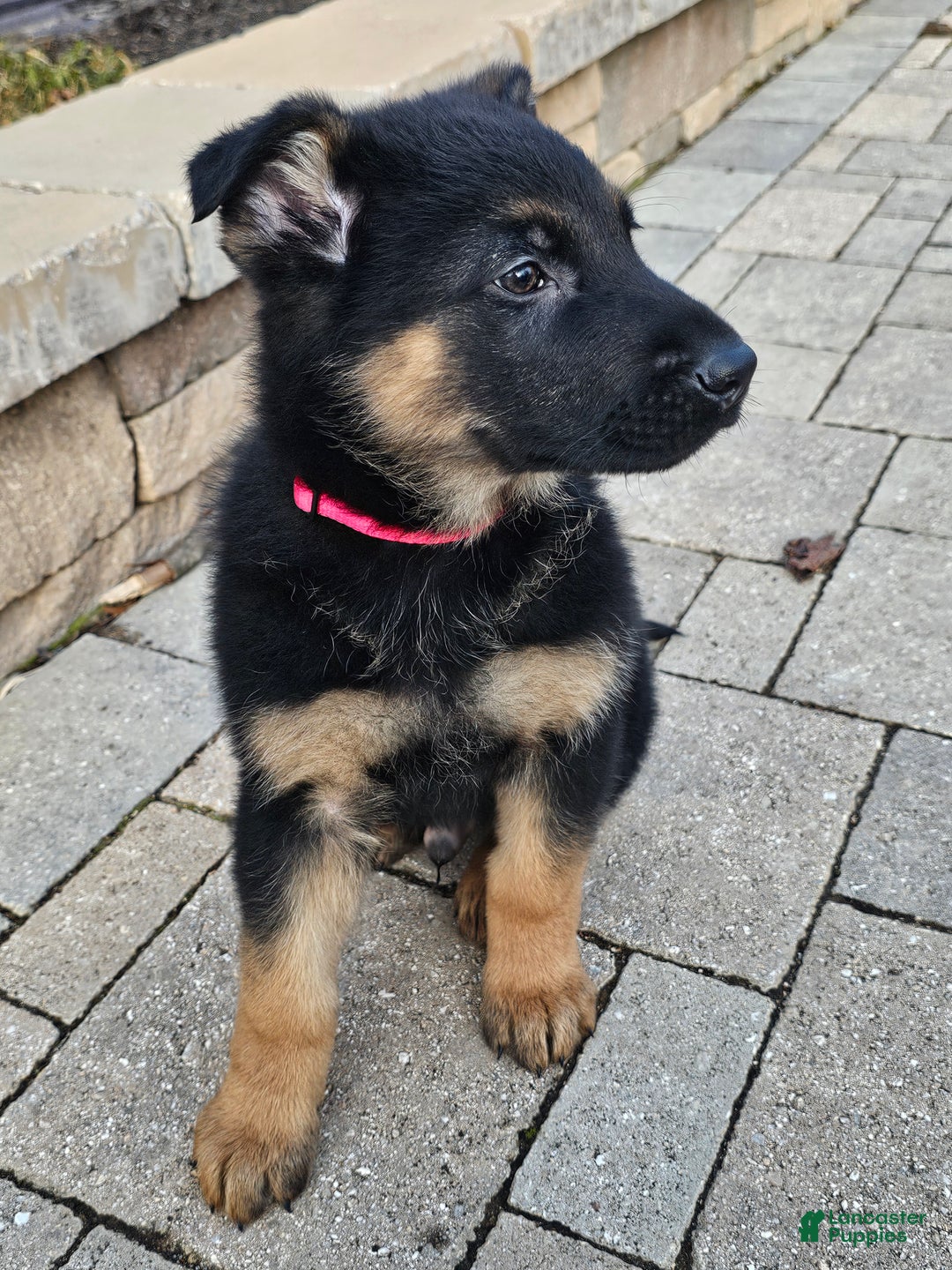 German Shepherd dogs for sale: Hunter - Ad 7