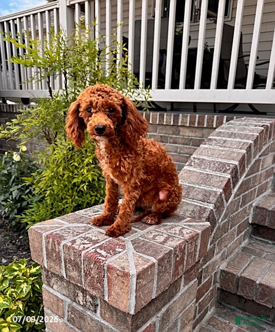 Toy Poodle dogs Twinkle - Ad 2
