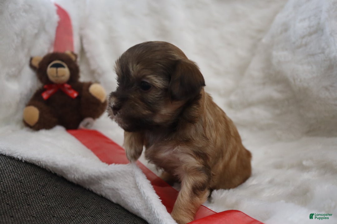 Havanese dogs for sale: Twinkles - Ad 3