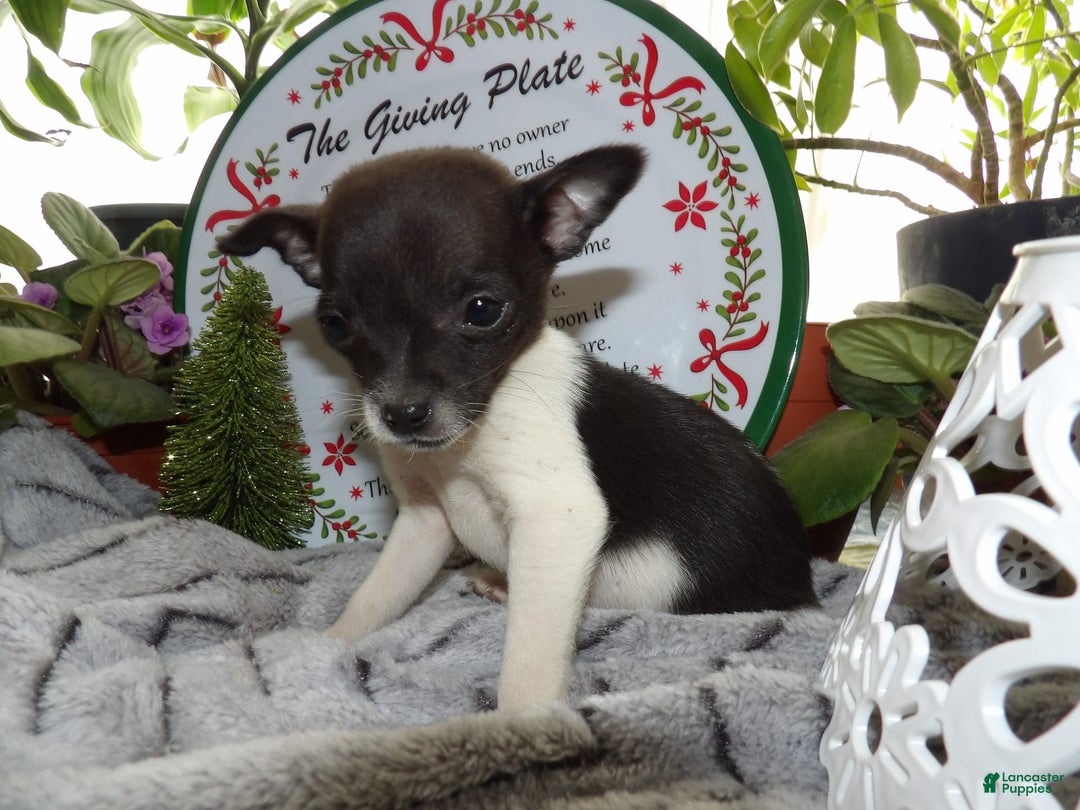 Gallery Image {{count}}