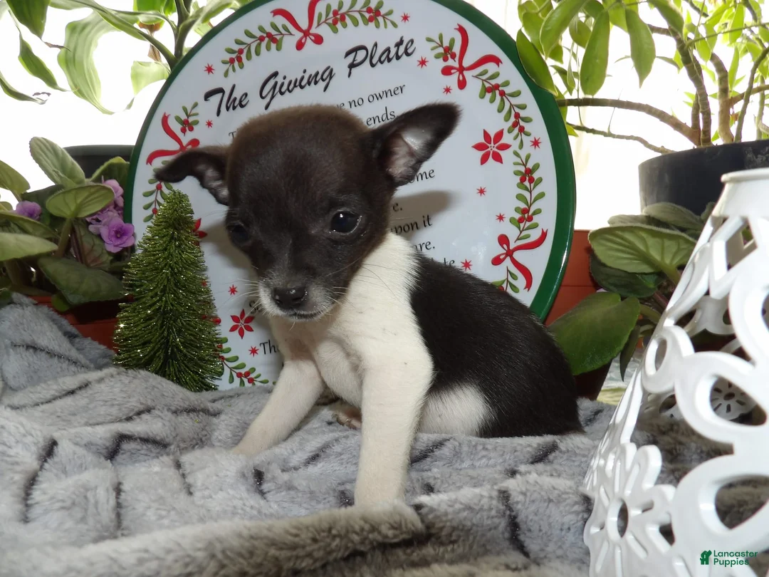 Gallery Image {{count}}