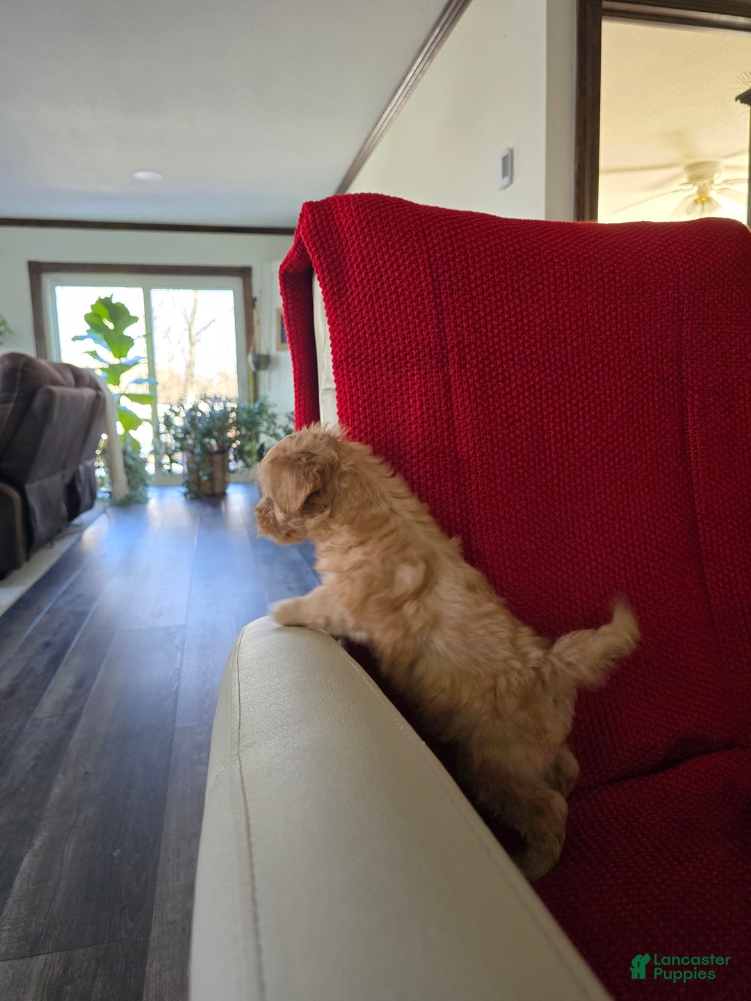 Mini Goldendoodle dogs for sale: Mini Goldendoodle Puppy 1 - Ad 5