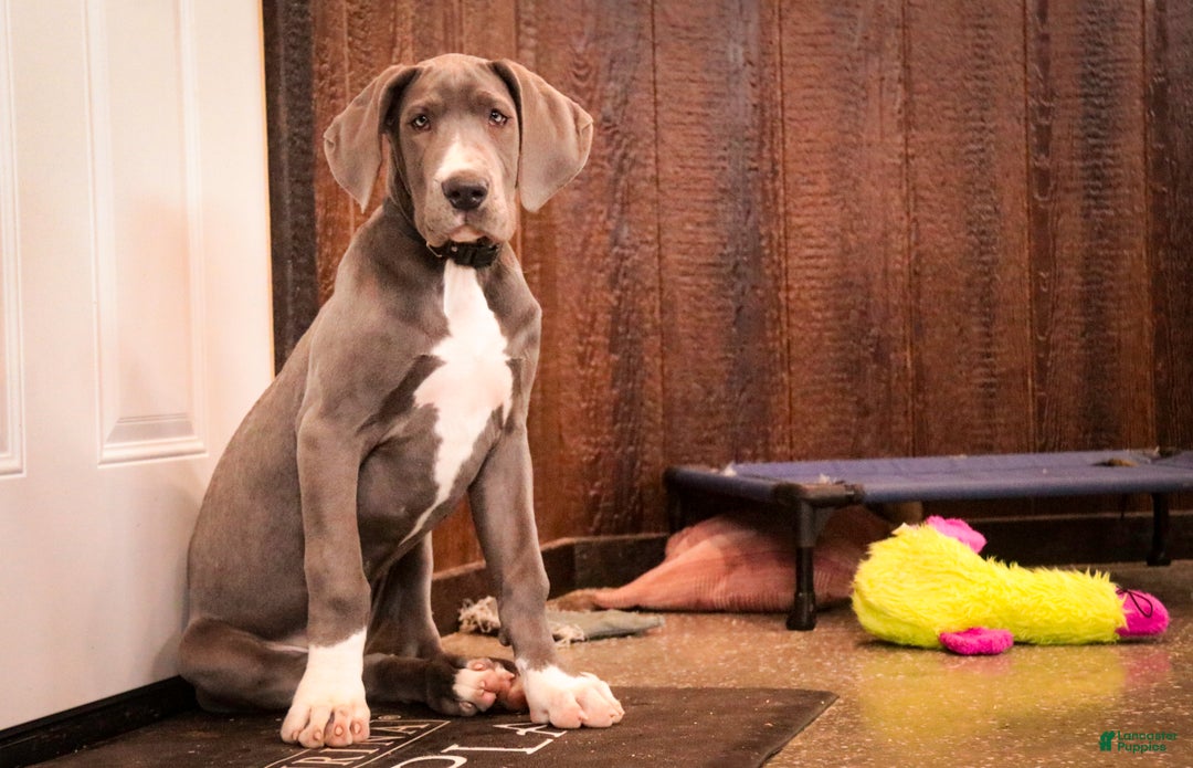 Great Dane dogs for sale: Liberty - Ad 5