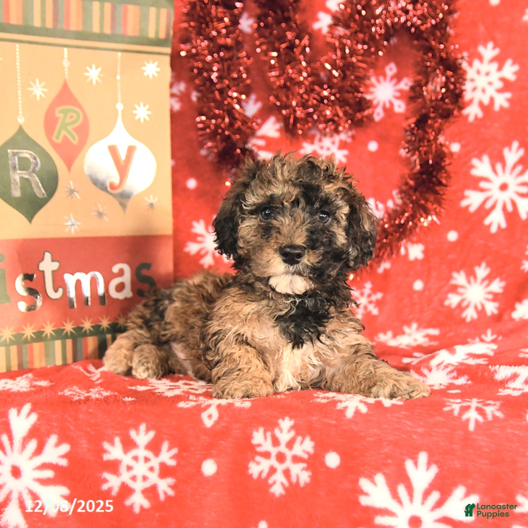 Miniature Poodle dogs for sale: Cody - Ad 3