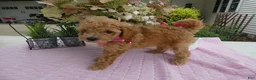 Toy Poodle dogs for sale: Toy Poodle 3 Missy - Ad 5
