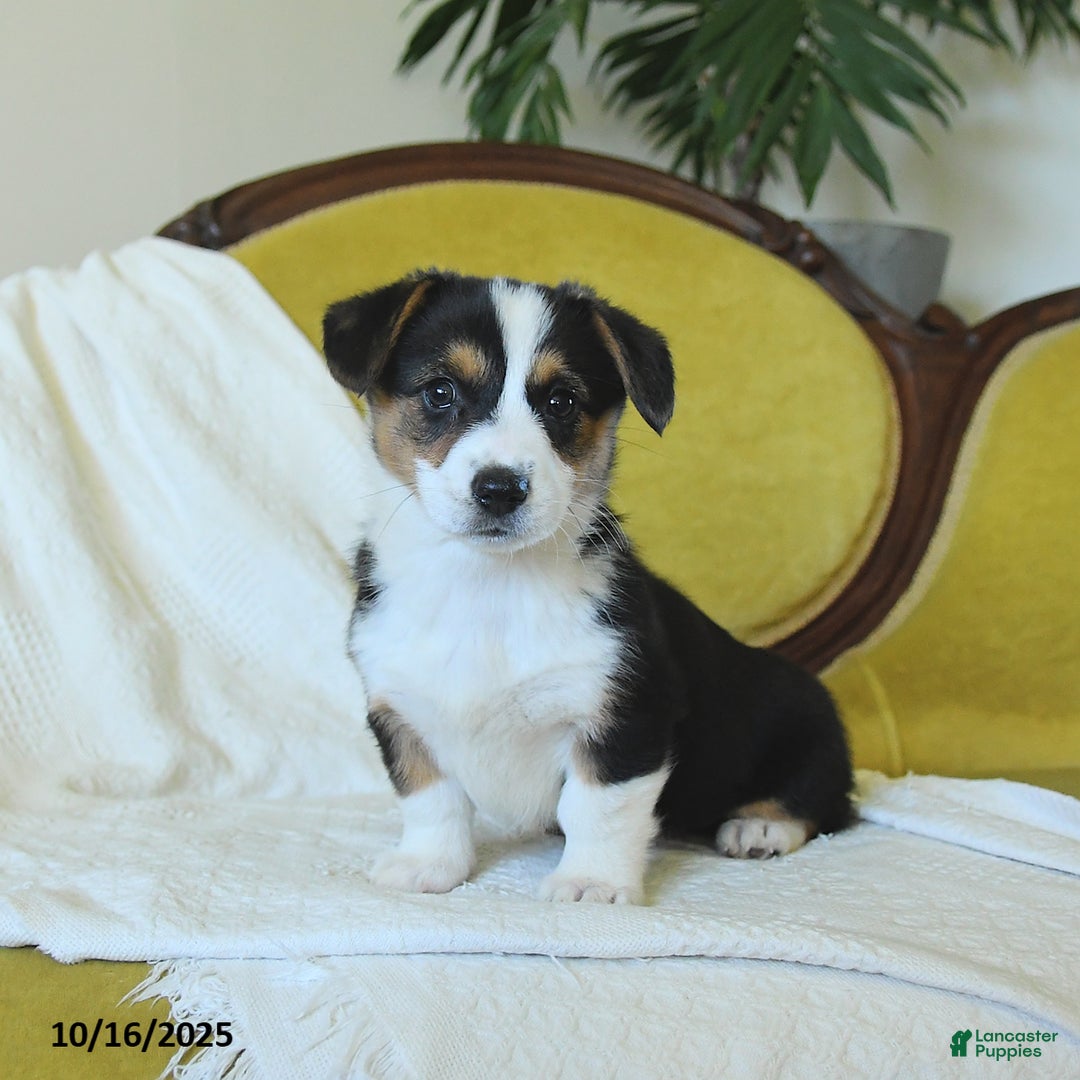 Welsh Corgi Pembroke dogs for sale: Nellie - Ad 18