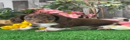 Dachshund dogs for sale: Dexter - Ad 5