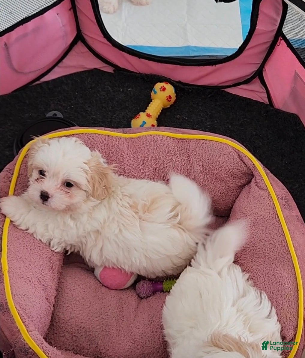 Shihpoo dogs Romeo - Ad 35
