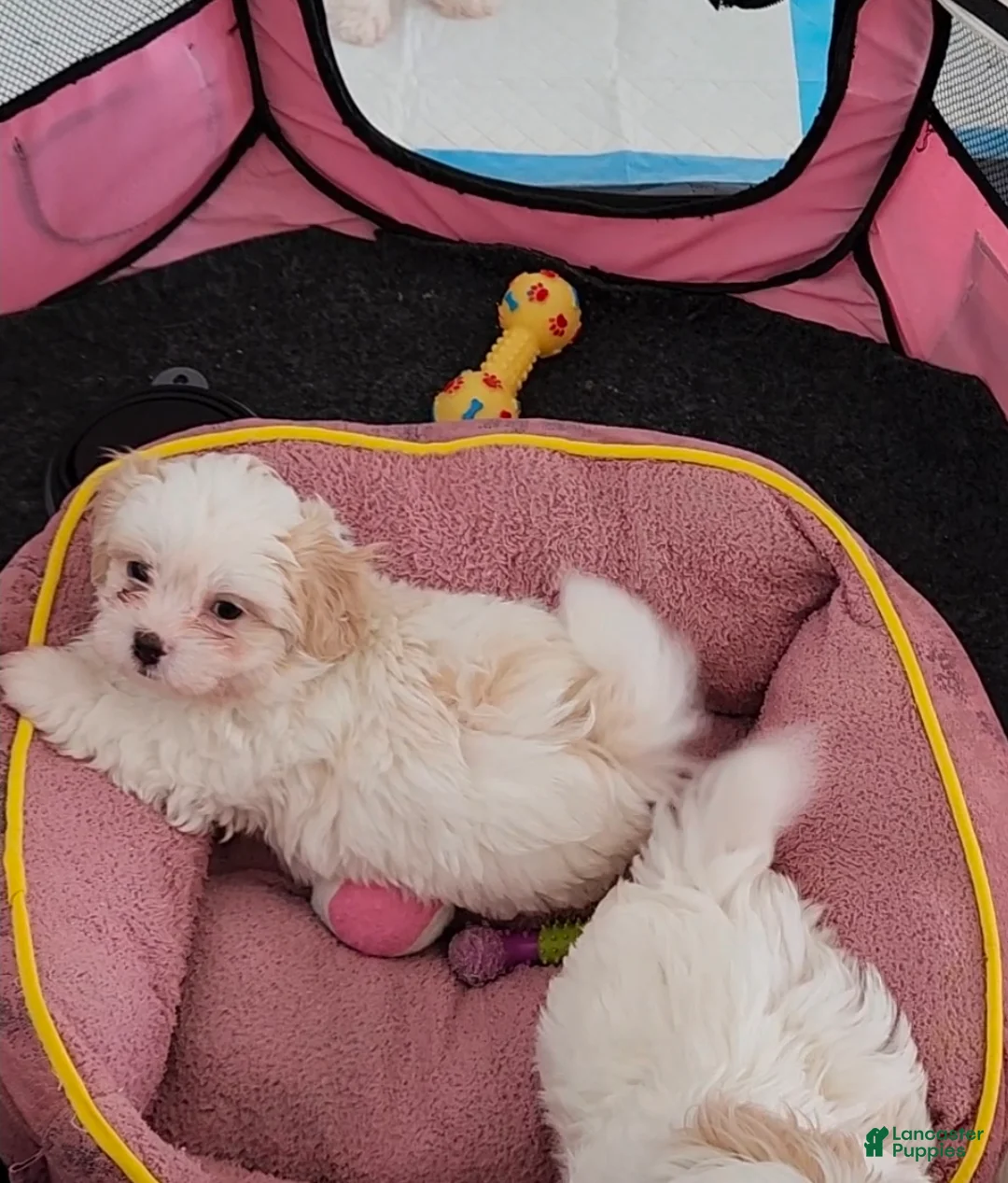 Shihpoo dogs for sale: Romeo - Ad 1