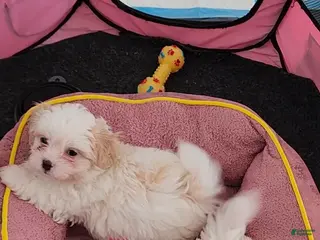 Shihpoo dogs Romeo - Ad 35