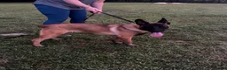Mixed Breed dogs for sale: Nero - Ad 3
