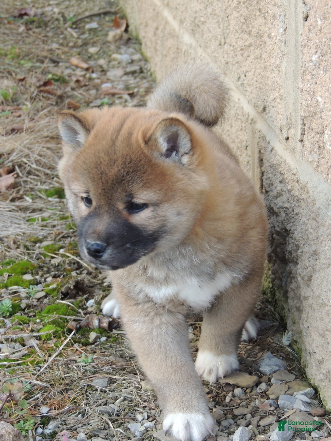 Shiba Inu dogs for sale: RYDER - Ad 11