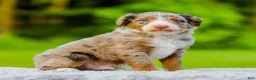 Mini Aussiedoodle dogs for sale: Shiloh - Ad 2