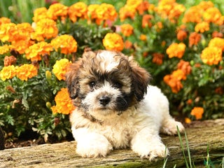 Teddy Bear dogs - Ad 17