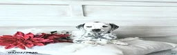Dalmatian dogs for sale: Bruno - Ad 3