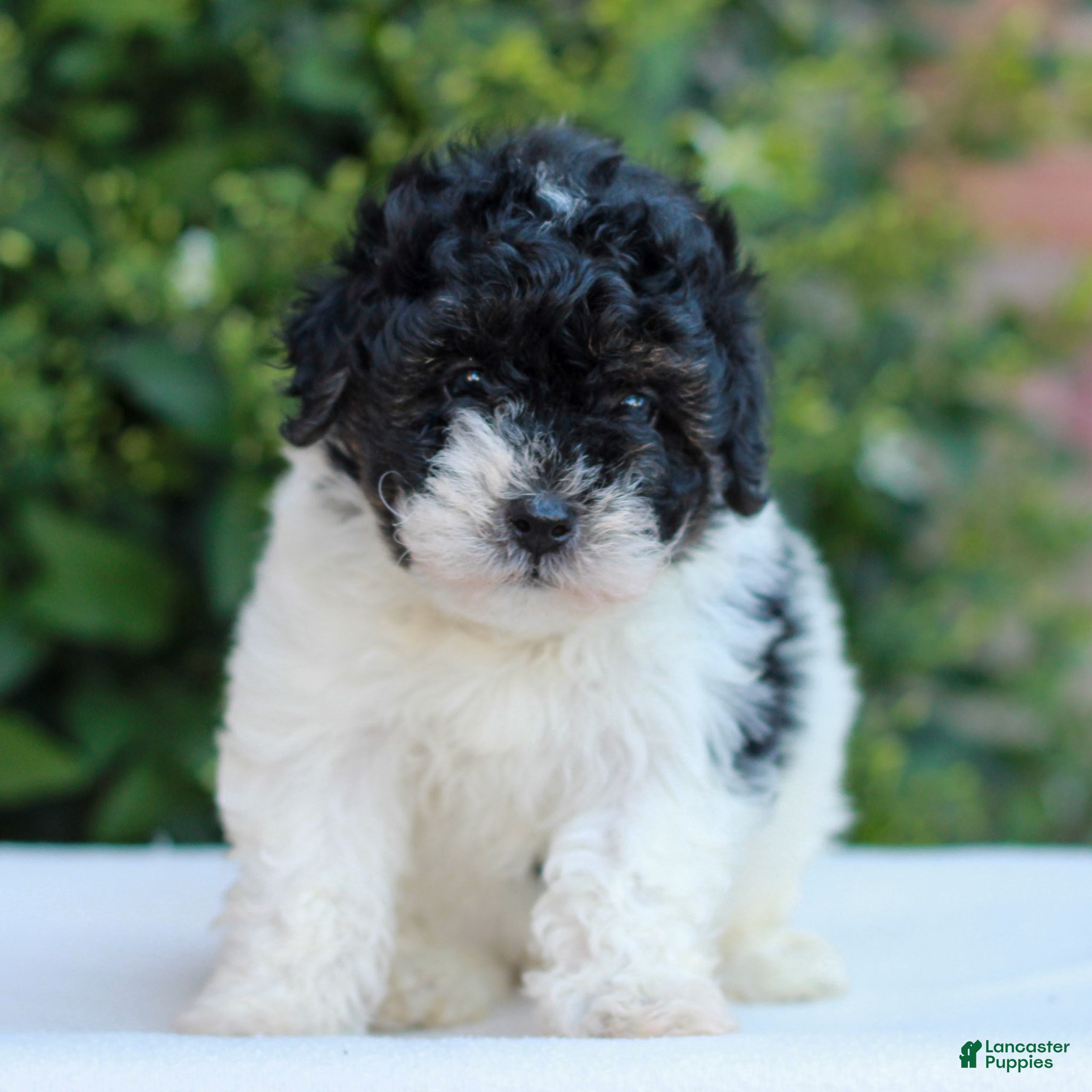 Havapoo dogs Ramona  - Ad 1