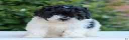 Havapoo dogs for sale: Ramona  - Ad 1