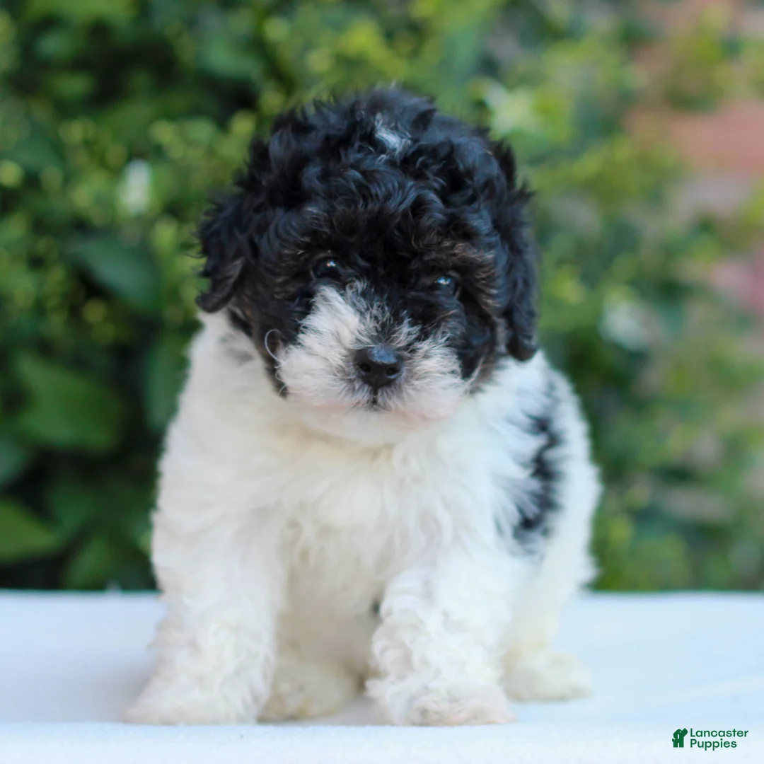 Havapoo dogs for sale: Ramona  - Ad 1