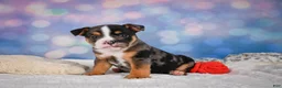 English Bulldog dogs for sale: Mia - Ad 7