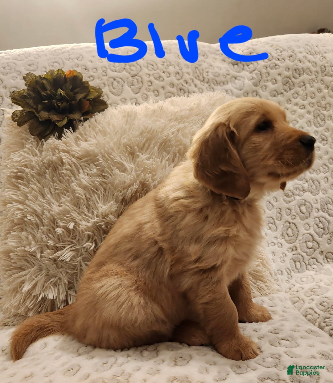 Golden Retriever dogs for sale: Golden Retriever Puppy Blue - Ad 2
