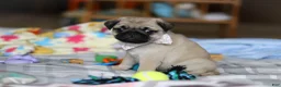 Pug dogs for sale: Pearl  - Ad 3