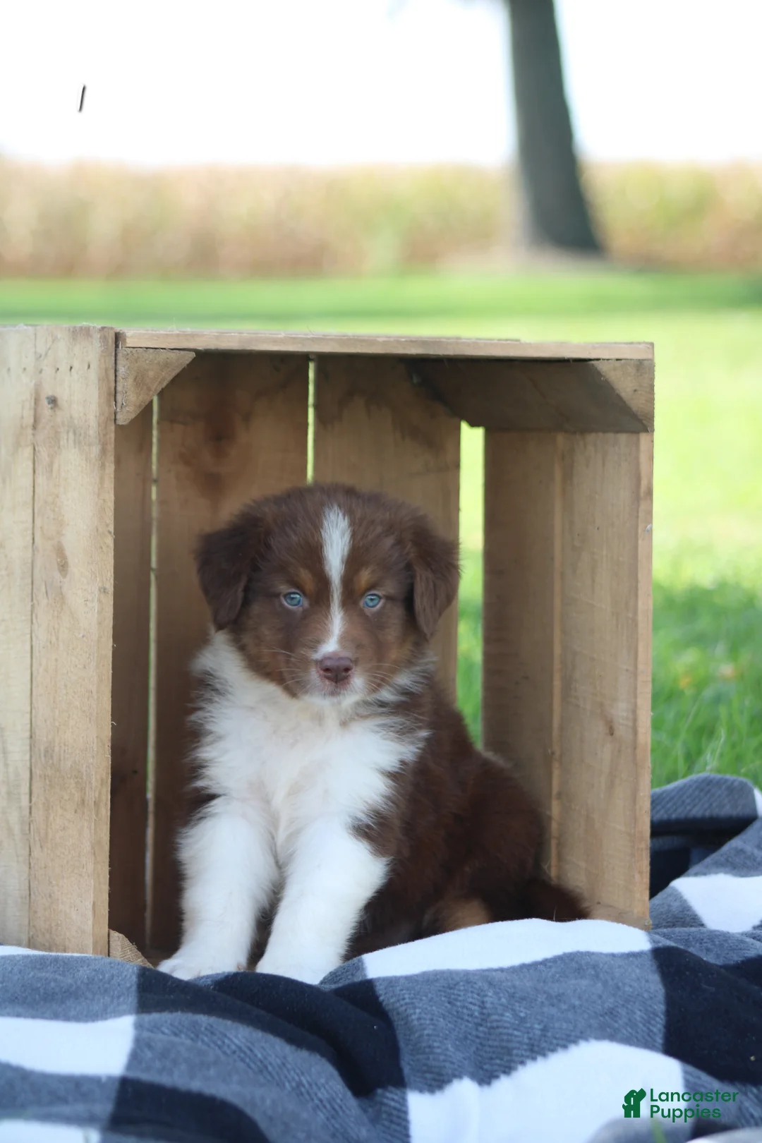 Australian Shepherd dogs for sale: Micky - Ad 1
