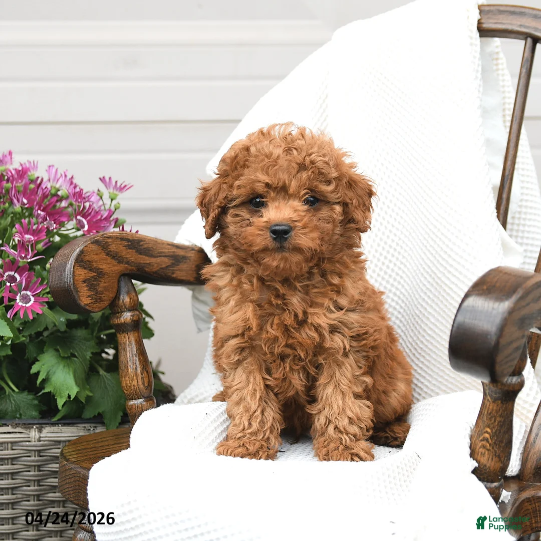 Miniature Poodle dogs for sale: Trevor - Ad 3