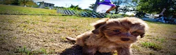 Havapoo dogs for sale: Porsha - Ad 10