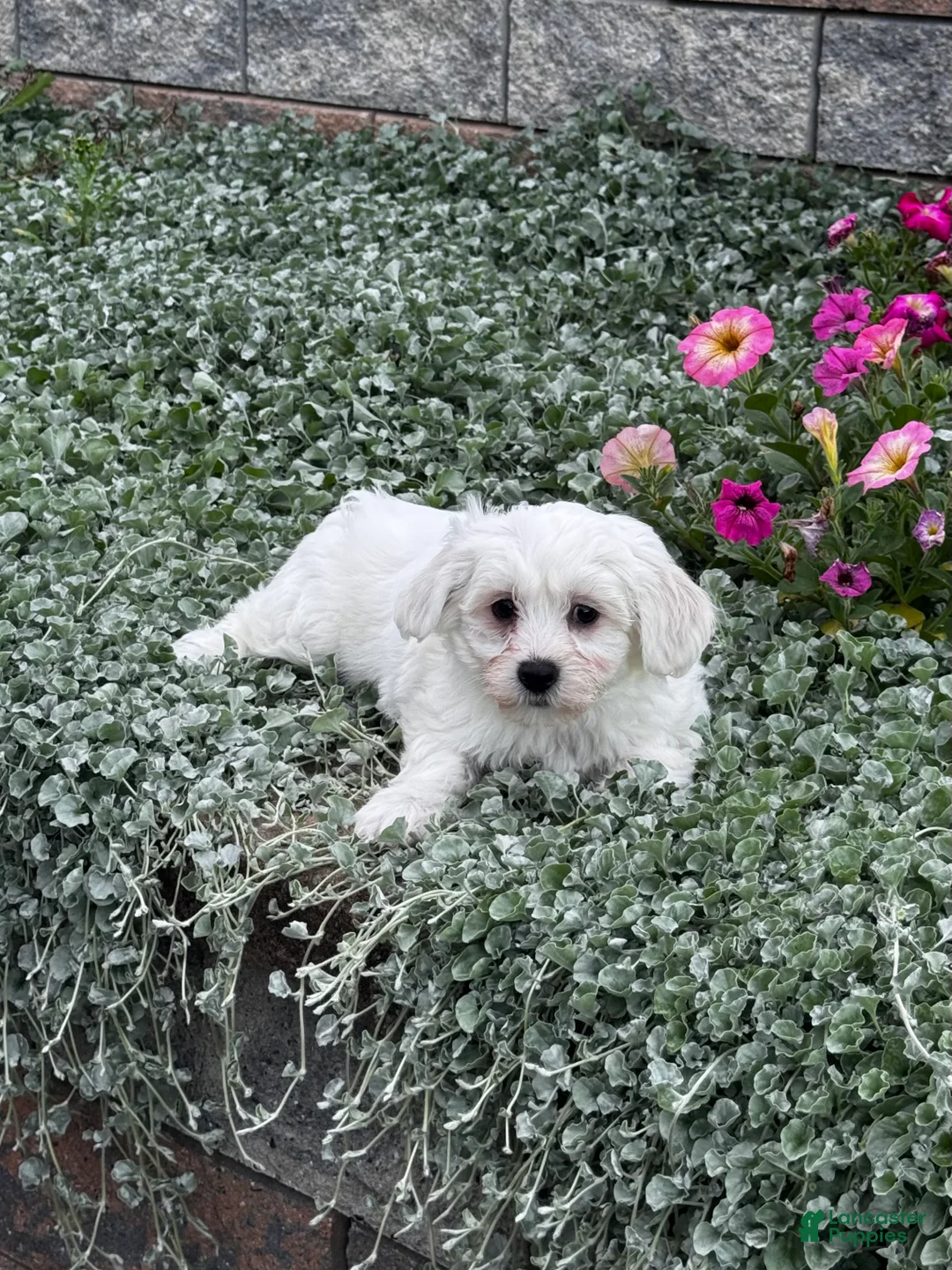 Teddy Bear dogs for sale: John - Ad 1