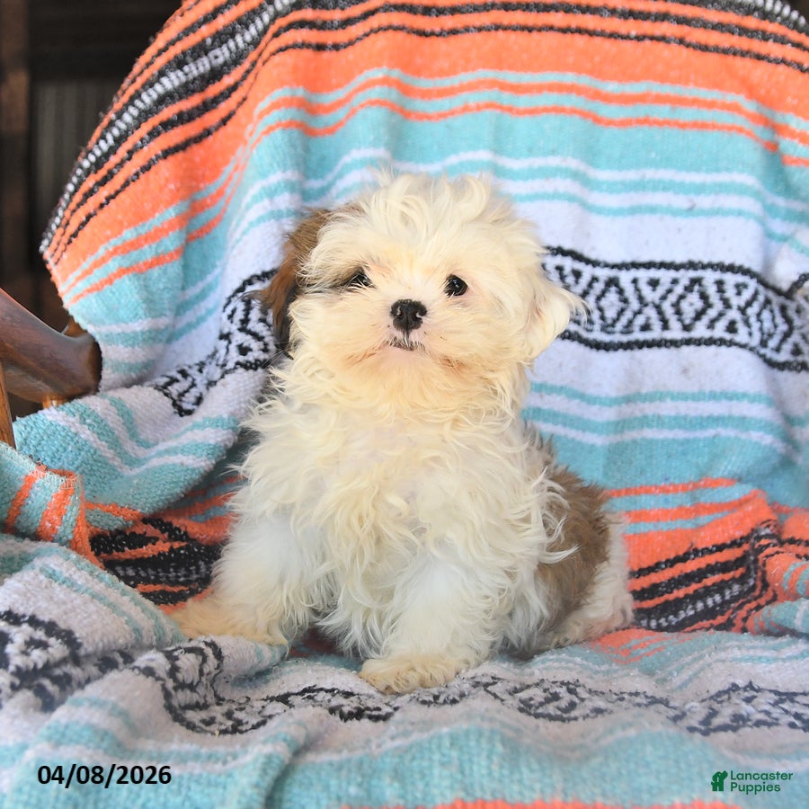 Shih Tzu dogs Winny - Ad 1