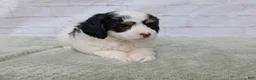 Mini Bernedoodle dogs for sale: Ceaser  - Ad 3