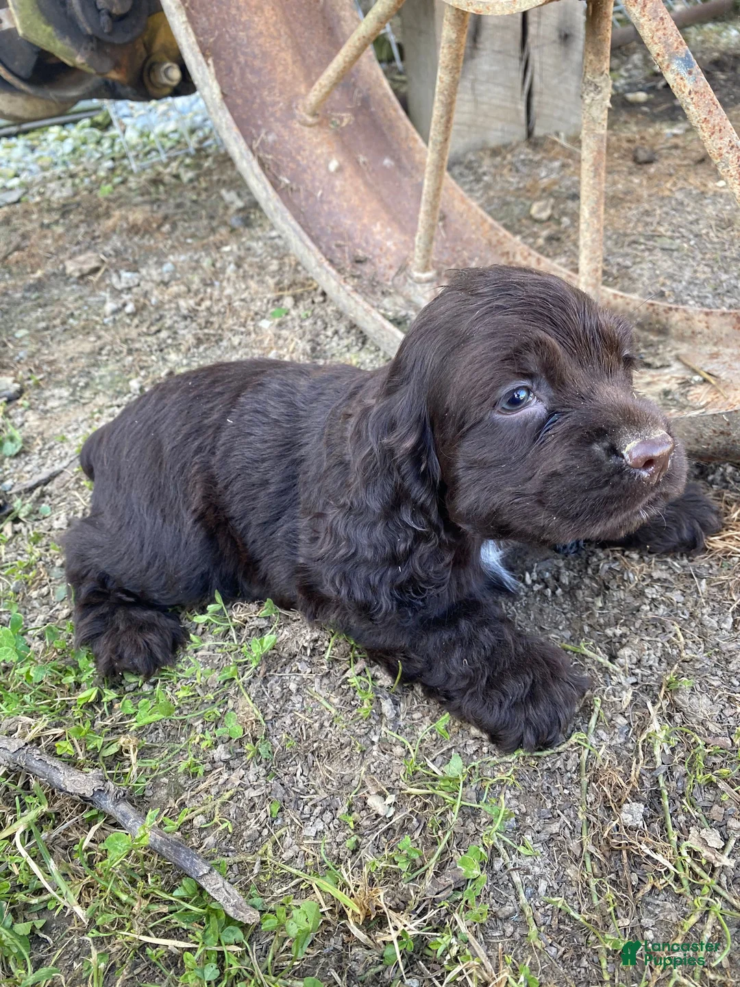 Cocker Spaniel dogs for sale: Tiny - Ad 10