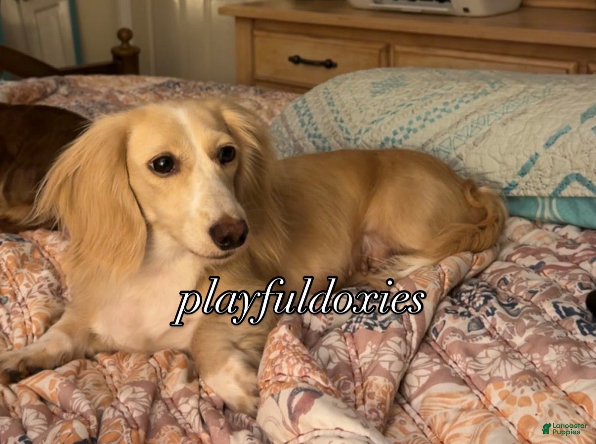 Miniature Dachshund dogs Adult Long Haired Cream Piebald Female - Ad 14