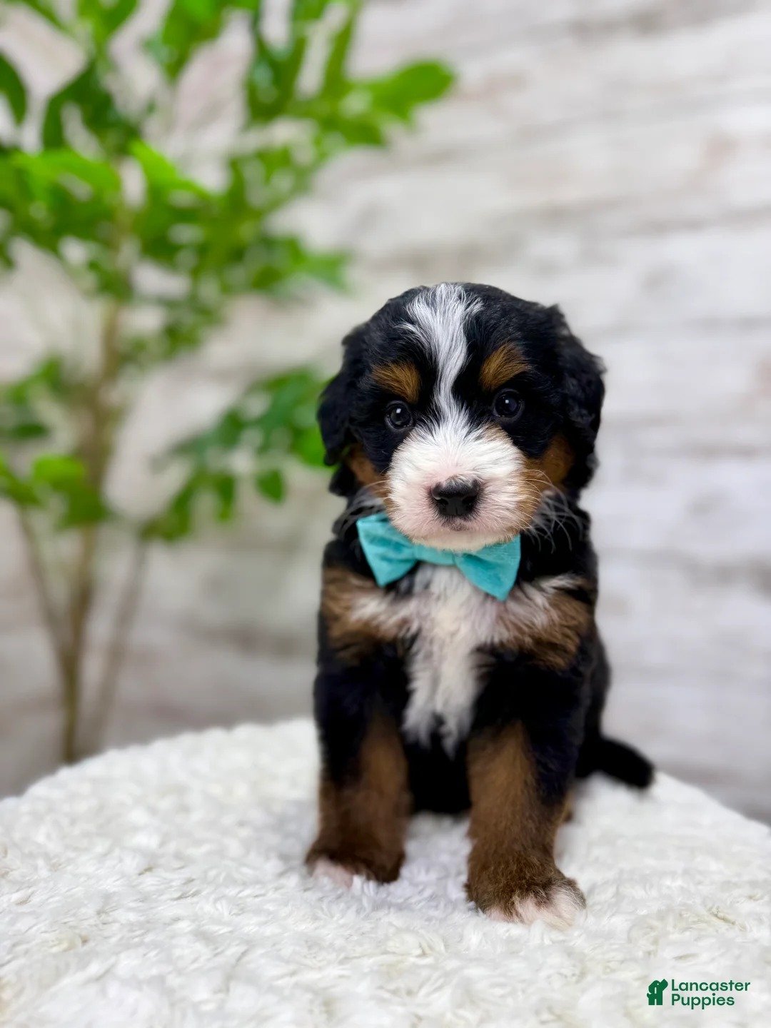 Mini Bernedoodle dogs for sale:  ❤️Chase - Ad 5