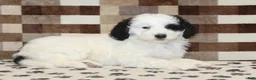 Mini Bernedoodle dogs for sale: Lily - Ad 2