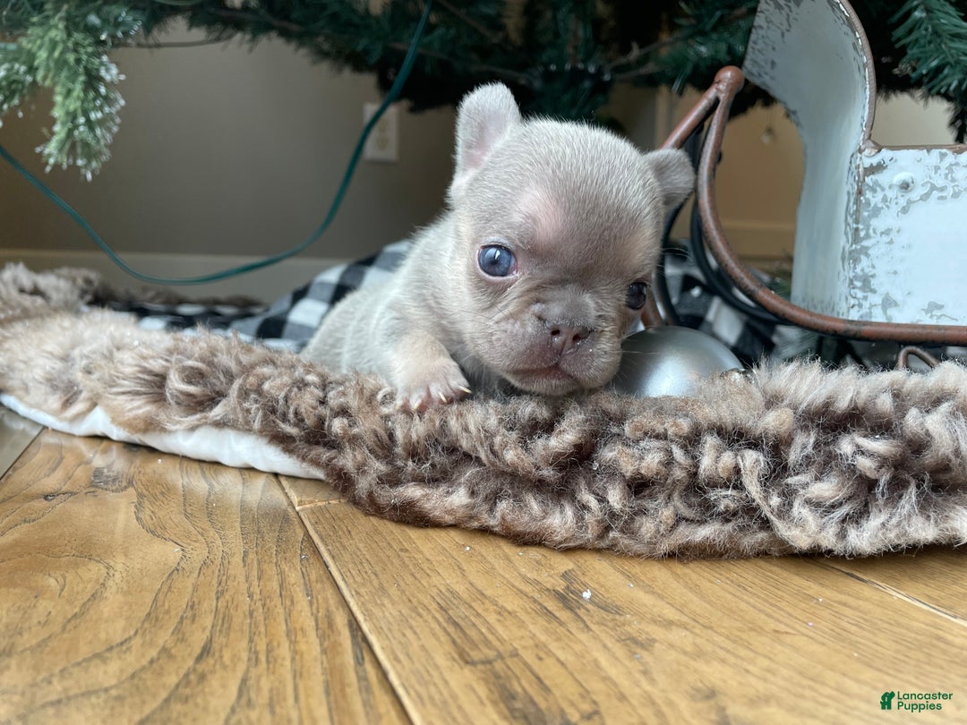 French Bulldog dogs for sale: Everest - Ad 1
