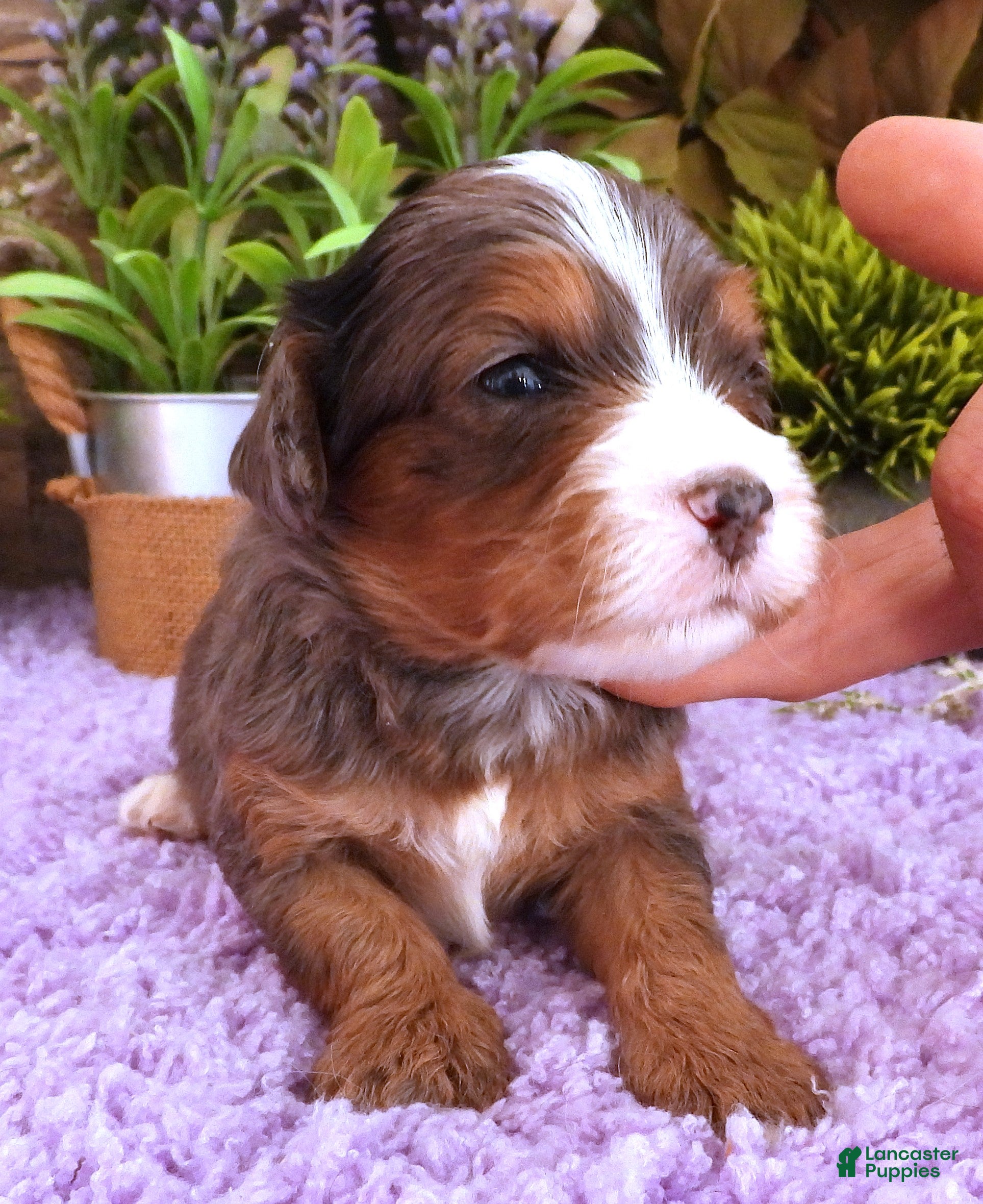 Cavapoo dogs Autumn's #4 Male - Ad 34