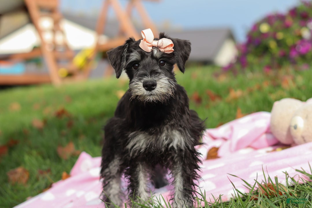 Miniature Schnauzer dogs for sale: Brianna - Ad 1