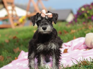 Miniature Schnauzer dogs Brianna - Ad 41