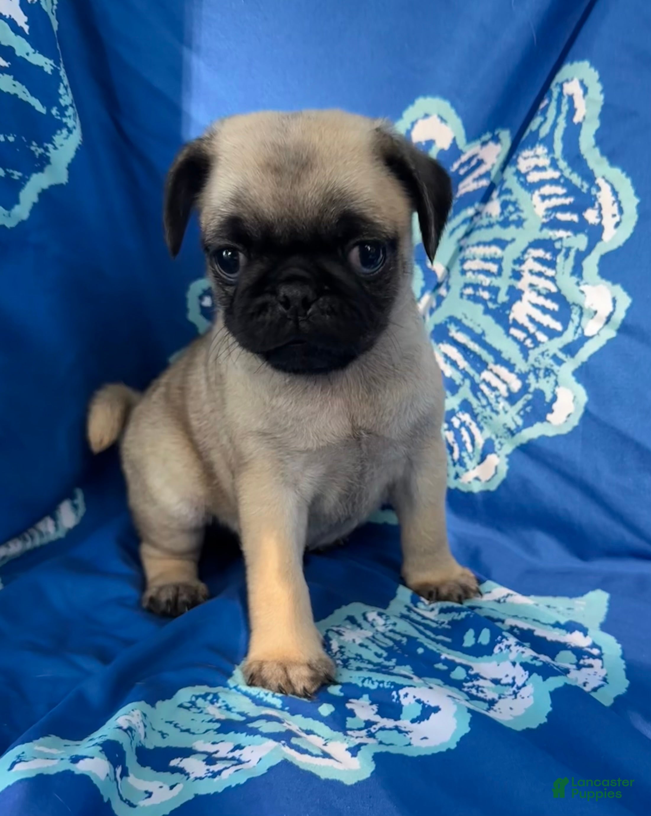 Pug dogs Teddy - Ad 6