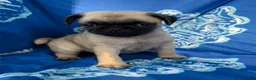 Pug dogs for sale: Teddy - Ad 1