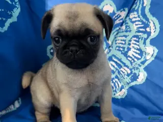 Pug dogs Teddy - Ad 33