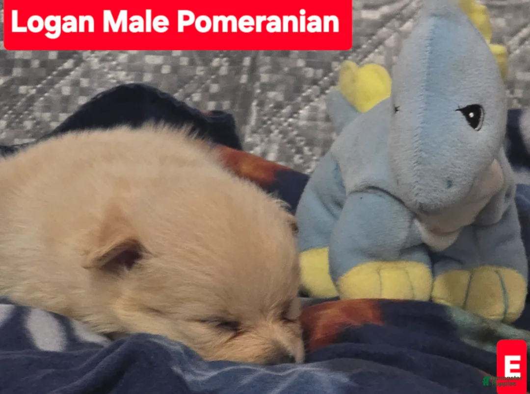 Pomeranian dogs for sale: Logan - Ad 1