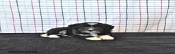 Mini Aussiedoodle dogs for sale: Walker  EXTRA SMALL - Ad 4