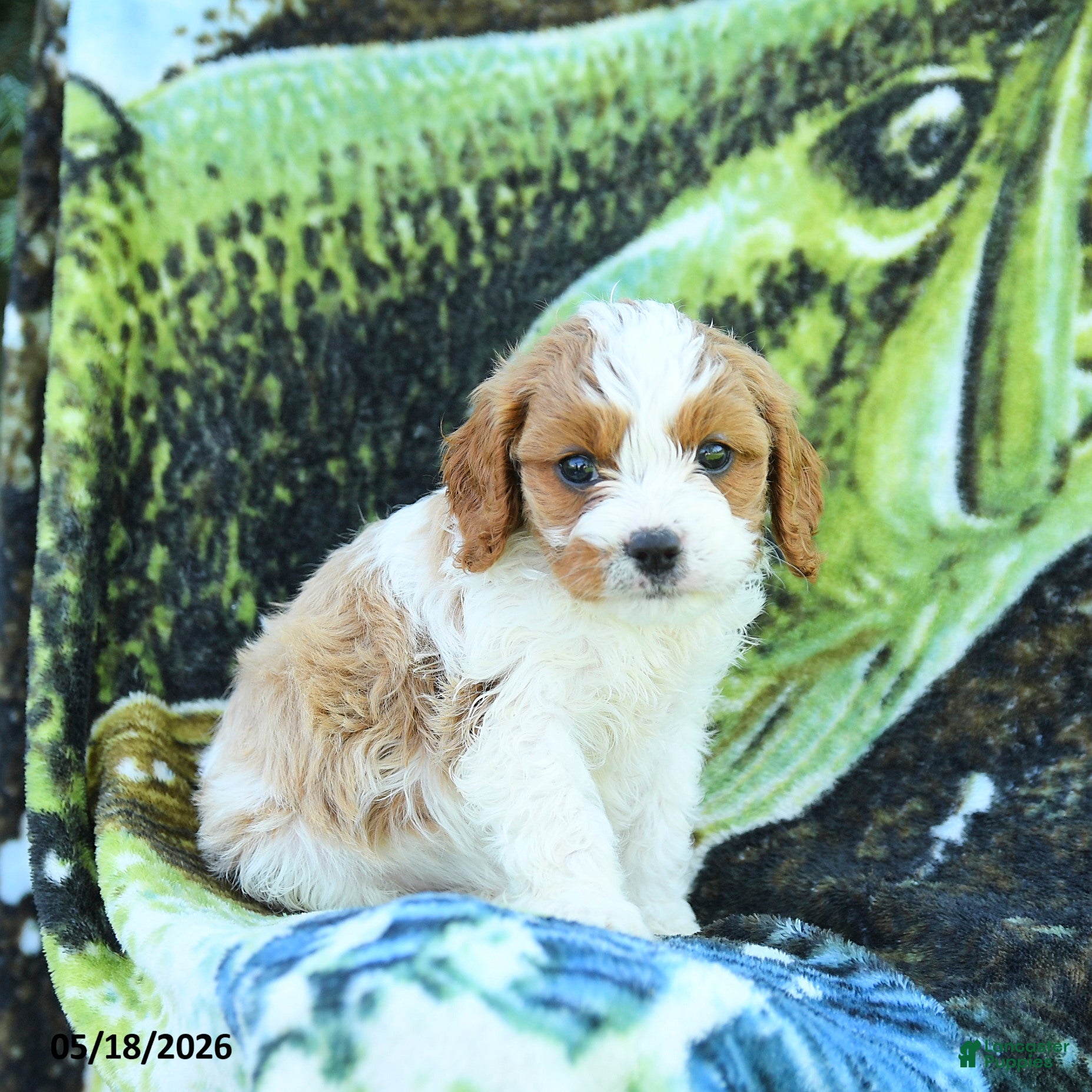 Cavapoo dogs Mason - Ad 1