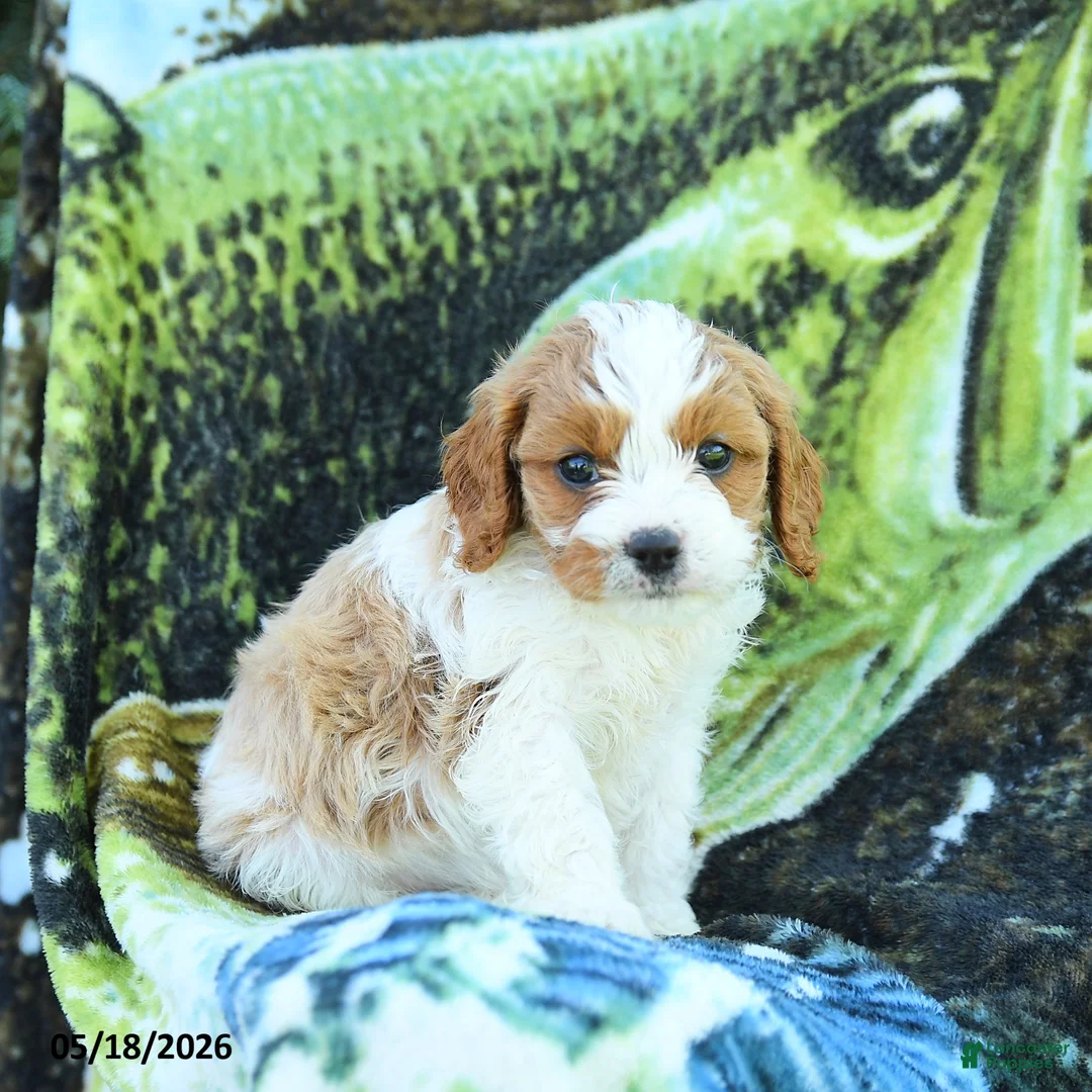 Cavapoo dogs for sale: Mason - Ad 1