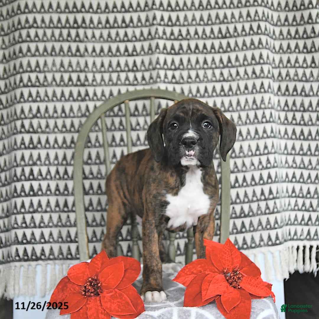 Boxer dogs for sale: Rudolph - Ad 2